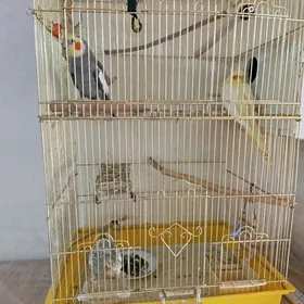 Попугай Карела,2 года пара