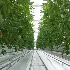 Parnyga paketçi oglan gerek