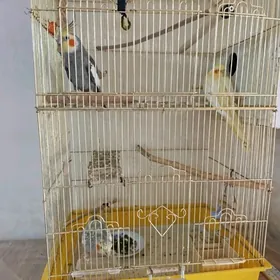 Попугай Карела,готовая пара 2г