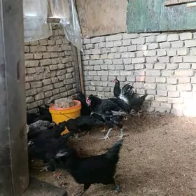 jерский гигант