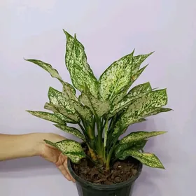 АГЛАОНЕМА ДАЙМОНД