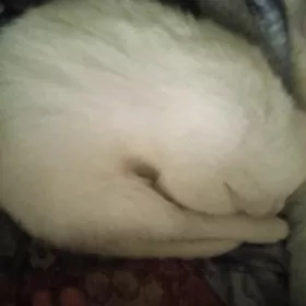 продаются котята