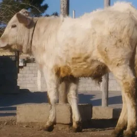 ŞARELE KELEK öküz