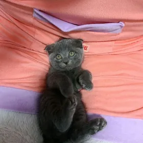 Британский вислоухи