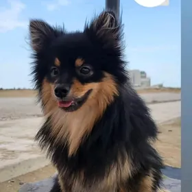 Померанский шпиц