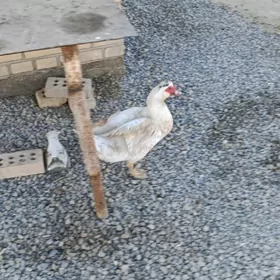 Ördek İndugutga erkek