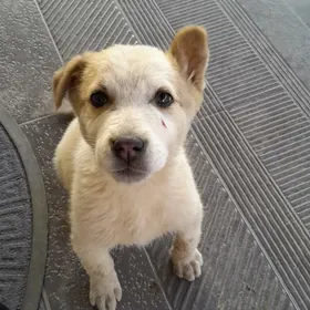 собачка в добрые руки