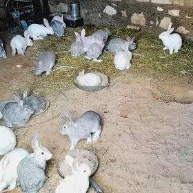 Towşanlar polwelikan