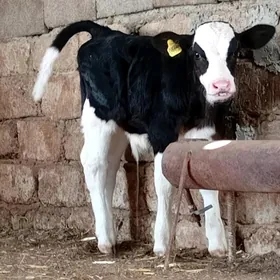 öküz göle öküzçe