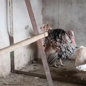 Indyuk Owgan horazy 1yyl