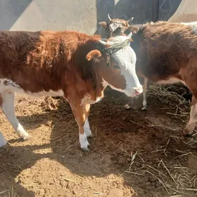 окуз тувелер