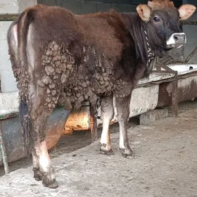 bakylan arassa tuweler