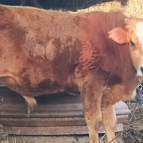 мейдан окуз