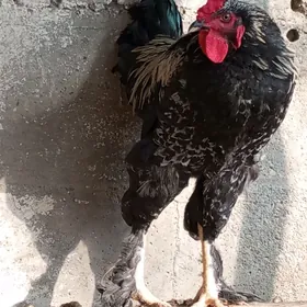 митис  Ташкент Брамо гарышык