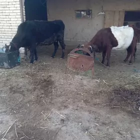 Ýetik bogaz sygyrlar.