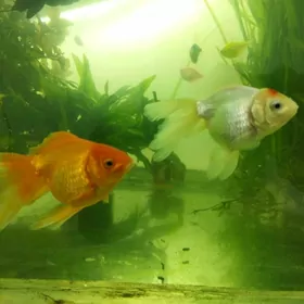 Золотые рыбки