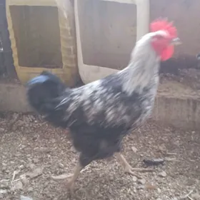 brama we gigant ýumurtga