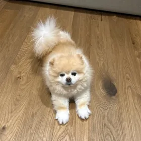 güjik собачка