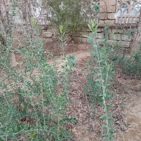 оливка_zeytun саженец  nahal