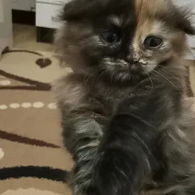 вислоухие котята