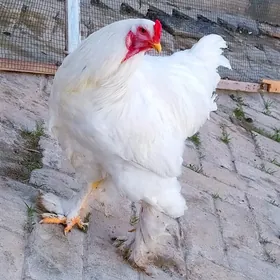 ak brama yumurtgasy bar