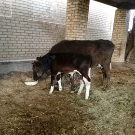 GIBIRIT SYGYR GÖLELI