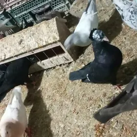 Кепдери голуби.