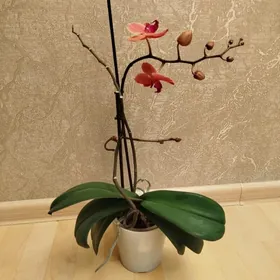 Орхидеи Голландия