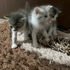 Mugt pişijekler породистый