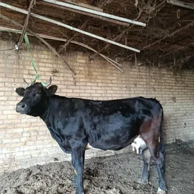 arassa cornu piyostur