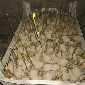 Картошка тохум