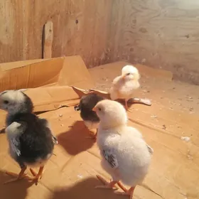 bayes juyjeler cepiyn linyalar