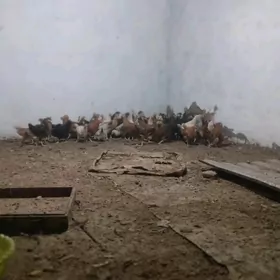 Arassa Türkmen jüýje