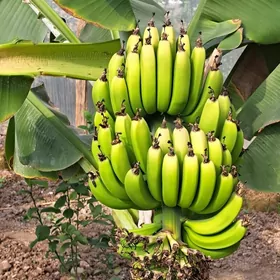 Banan .Limon nahallar