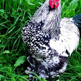 brama silwer yumurtgasy bar