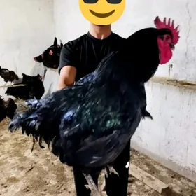 Arginal Jersey gigant