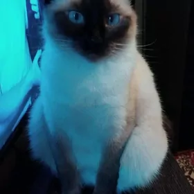 ищю кота для кошки для спарки