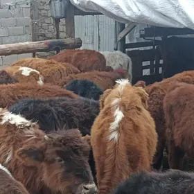 öküzçe tüwe öküz göle