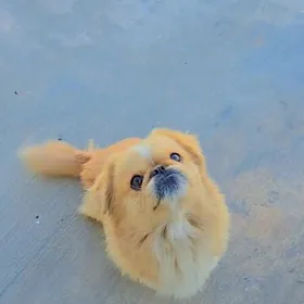 пекинка/жена