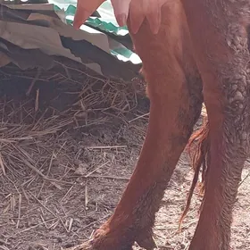 инакли ходжак