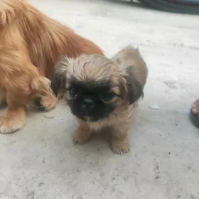 Пекинес , Pekines