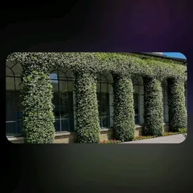 Jasmin ( жимолость) gül