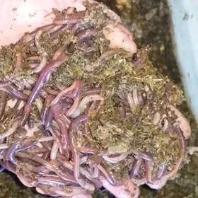 Gurçuk. Черви для Рыбалки 