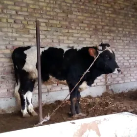 Tohum Gibrit Öküzler