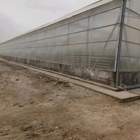 Şatlyk teplisa 5 gektar