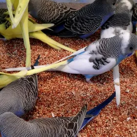 popugay попугай gus