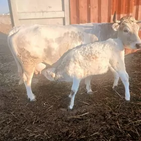 голели сыгыр