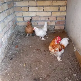 куры карликовые