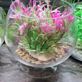 настольные аквариумы