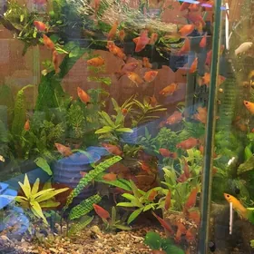 рыбки для аквариума